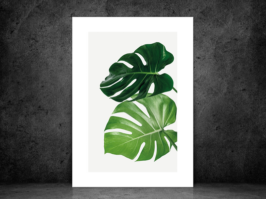 Monstera Leaf