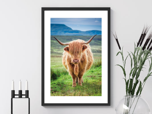 Highland Cow