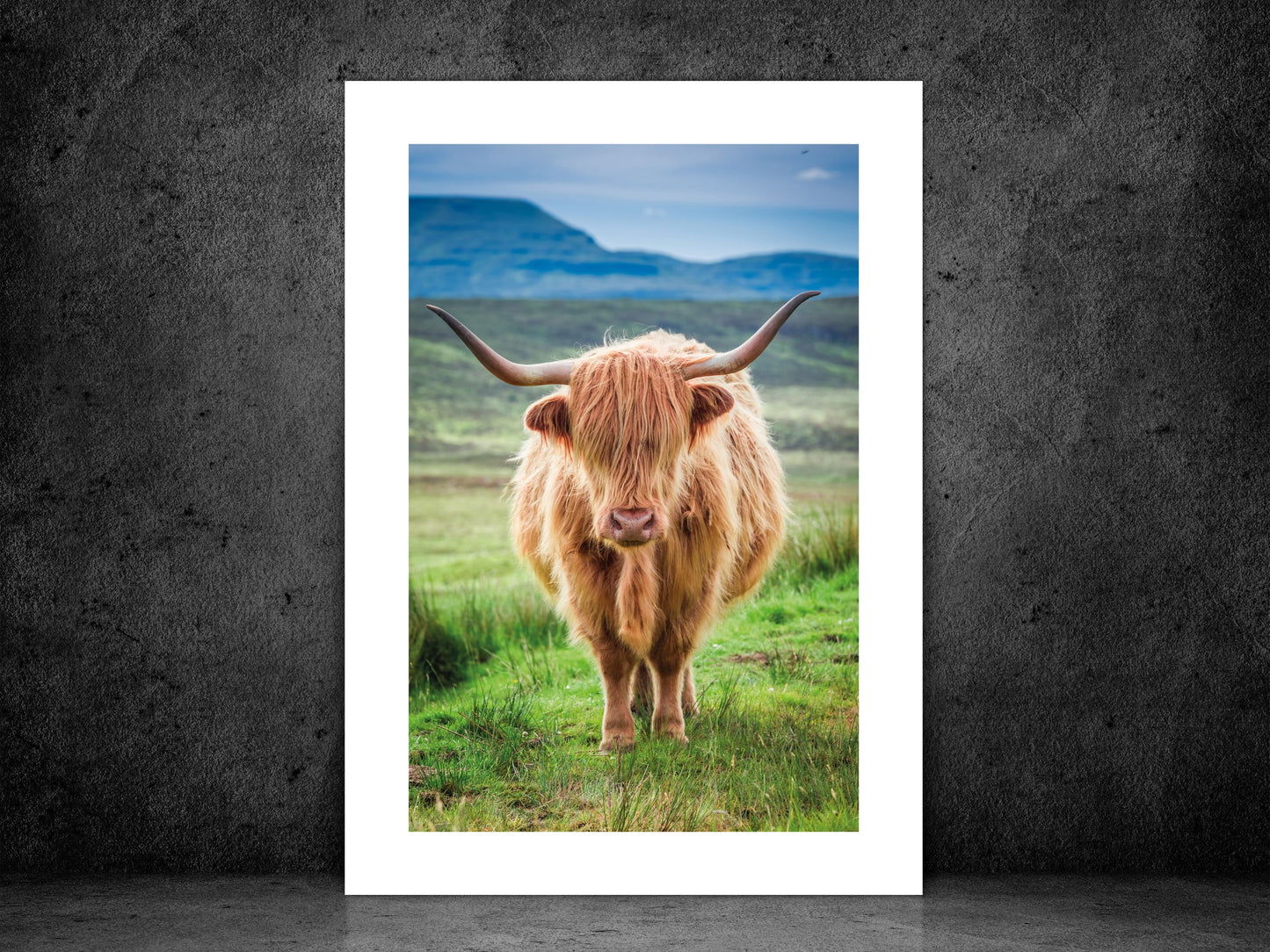 Highland Cow