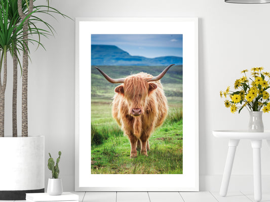 Highland Cow