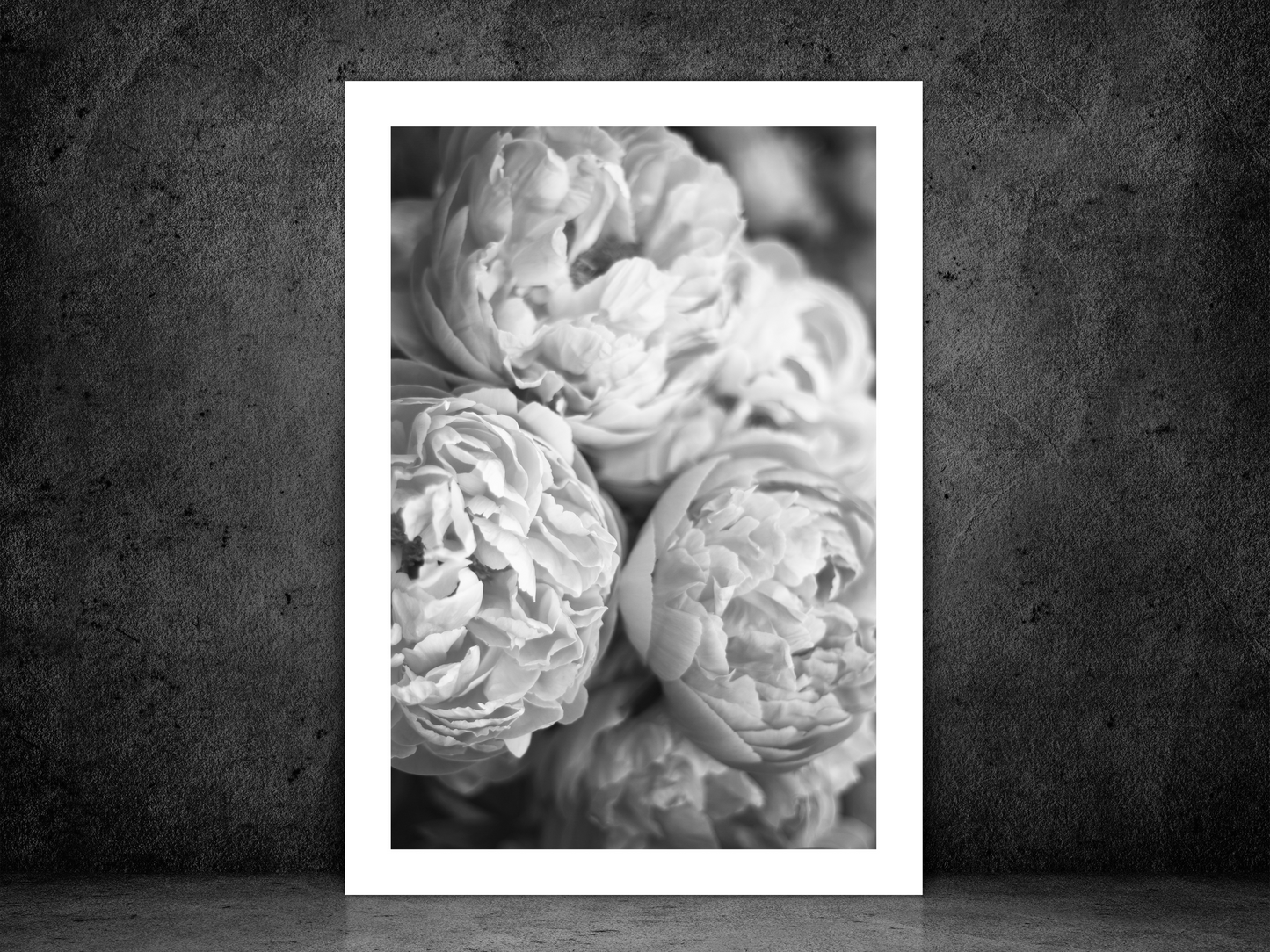 Grey Peonies