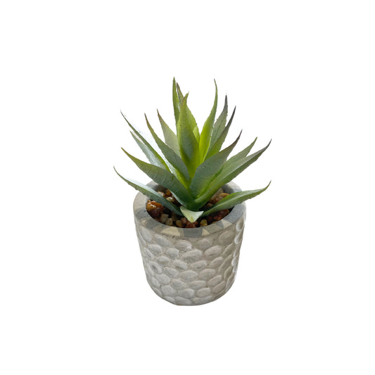 Aloe Vera in Cement Pot