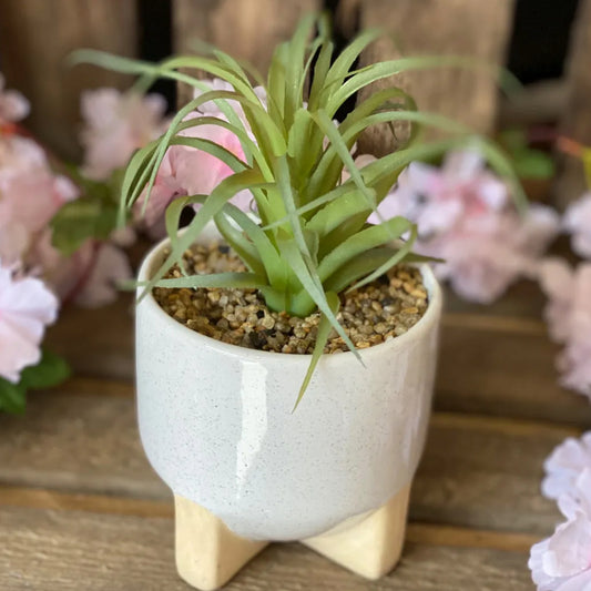 Succulent In Footed Pot